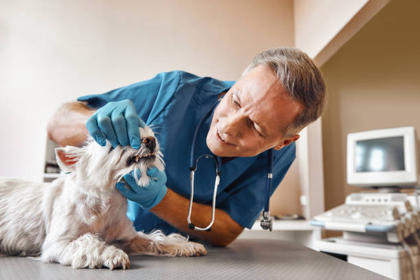 Best Emergency Dental Services for Seniors in Mattawan, MI